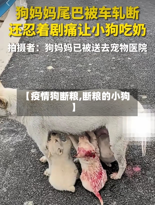 【疫情狗断粮,断粮的小狗】
