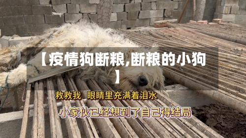 【疫情狗断粮,断粮的小狗】-第2张图片