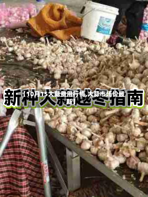 【10月15大蒜费用行情,大蒜市场价最新】