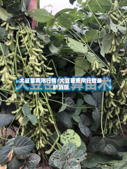 大豆苗费用行情/大豆苗费用行情最新消息-第3张图片